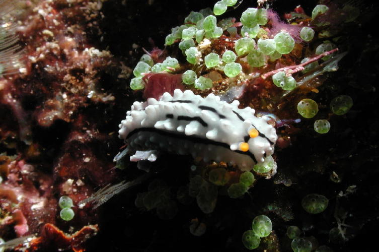 Nudibranch - MZ Photo