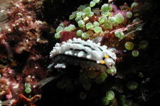 Nudibranch - MZ Photo