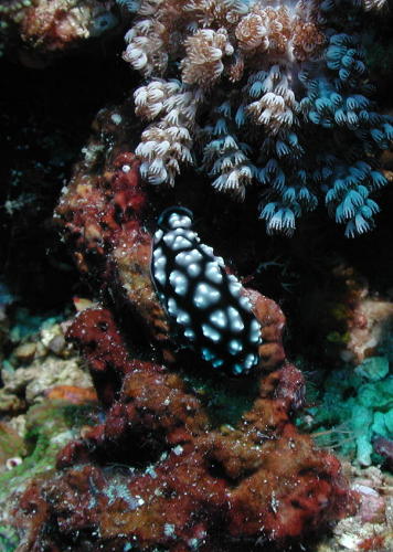 Nudibranch - MZ Photo