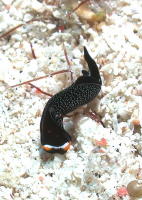 Nudibranch - GAL Photo