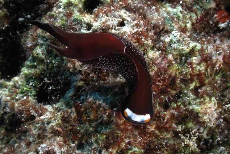 Nudibranch - GAL Photo