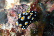 Nudibranch - MZ Photo