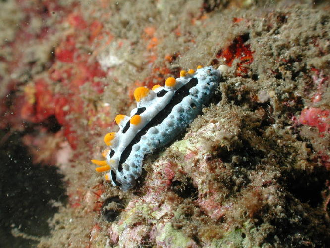 Nudibranch - GAL Photo