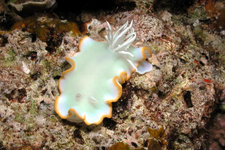 Nudibranch - GAL Photo