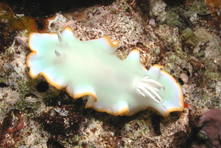 Nudibranch - GAL Photo