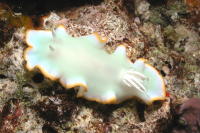 Nudibranch - GAL Photo