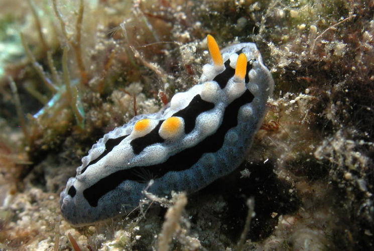 Nudibranch - GAL Photo