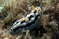 Nudibranch - GAL Photo