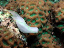 Nudibranch - GAL Photo