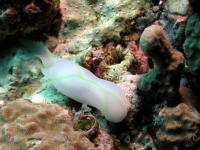 Nudibranch - GAL Photo