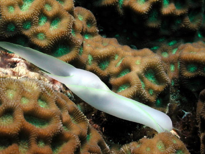 Nudibranch - GAL Photo