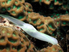 Nudibranch - GAL Photo