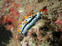 Nudibranch - GAL Photo