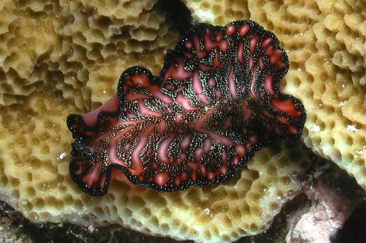 Nudibranch - GAL Photo