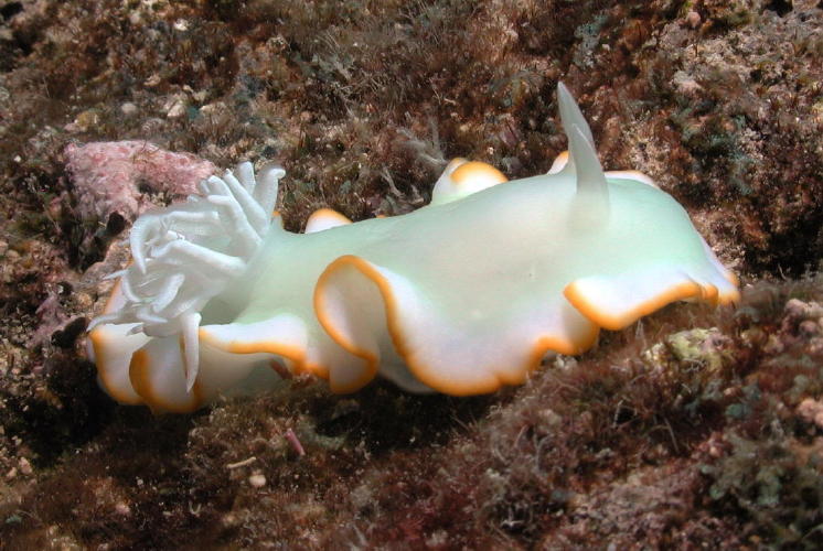 Nudibranch - GAL Photo