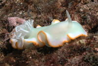 Nudibranch - GAL Photo