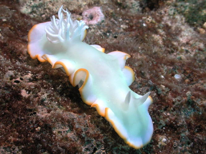 Nudibranch - GAL Photo