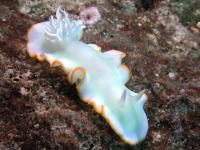 Nudibranch - GAL Photo