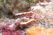 Nudibranch - GAL Photo