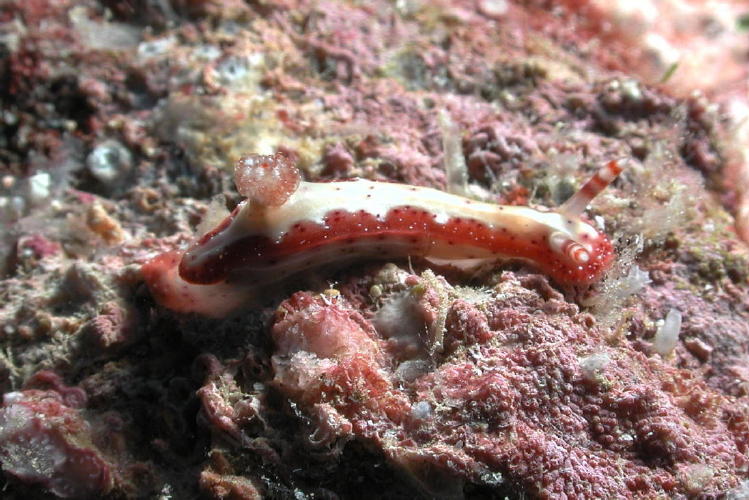 Nudibranch - GAL Photo