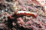 Nudibranch - GAL Photo