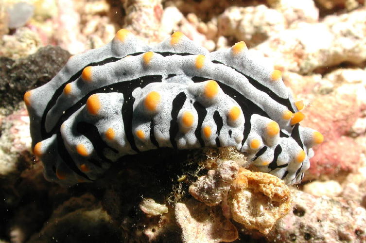 Nudibranch - MZ Photo