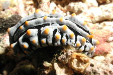 Nudibranch - MZ Photo