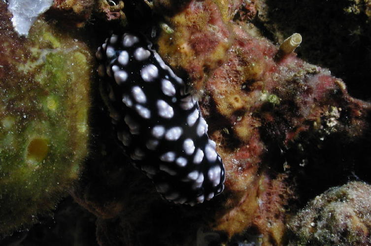 Nudibranch - MZ Photo