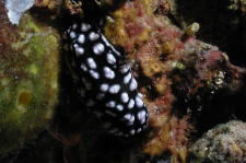 Nudibranch - MZ Photo