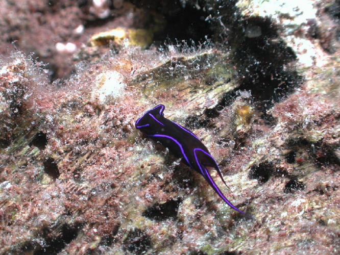 Nudibranch - GAL Photo