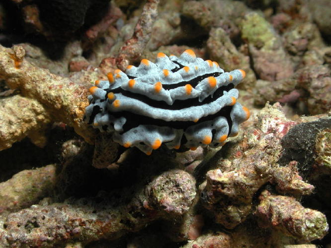 Nudibranch - MZ Photo