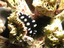 Nudibranch - MZ Photo