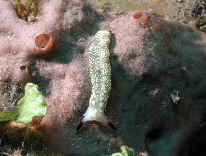 Nudibranch - MZ Photo