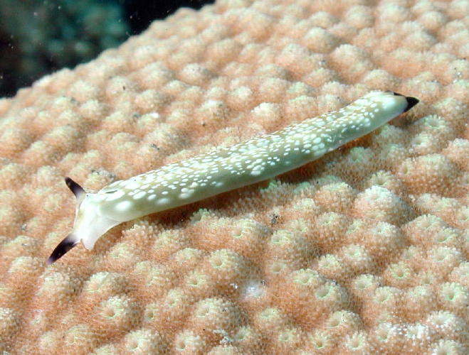 Nudibranch - GAL Photo