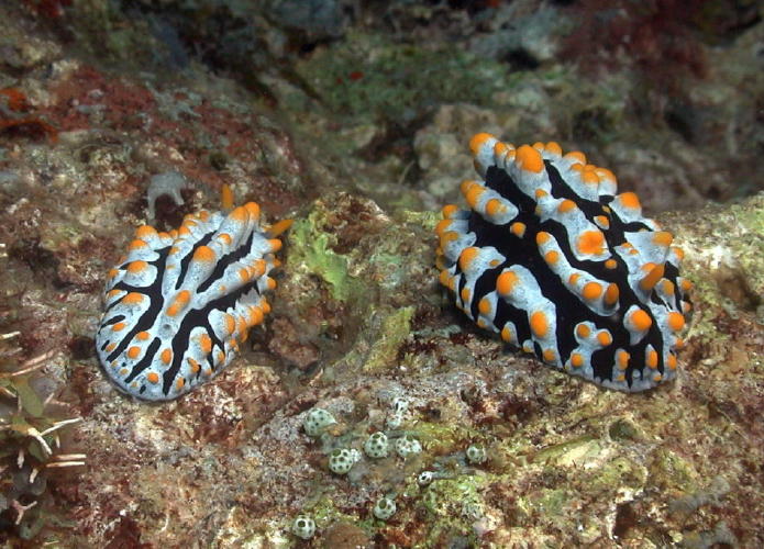 Nudibranch - GAL Photo