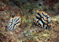 Nudibranch - GAL Photo