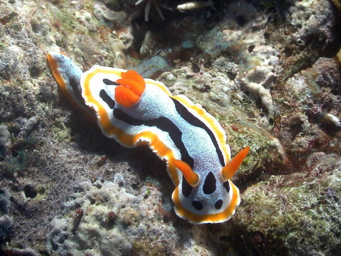 Nudibranch - GAL Photo