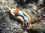 Nudibranch - GAL Photo