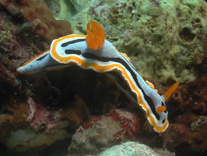 Nudibranch - GAL Photo