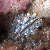 Nudibranch - GAL Photo