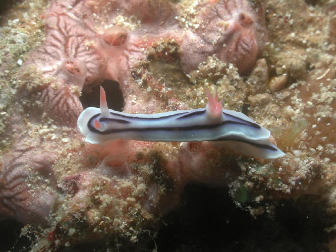 Nudibranch - GAL Photo