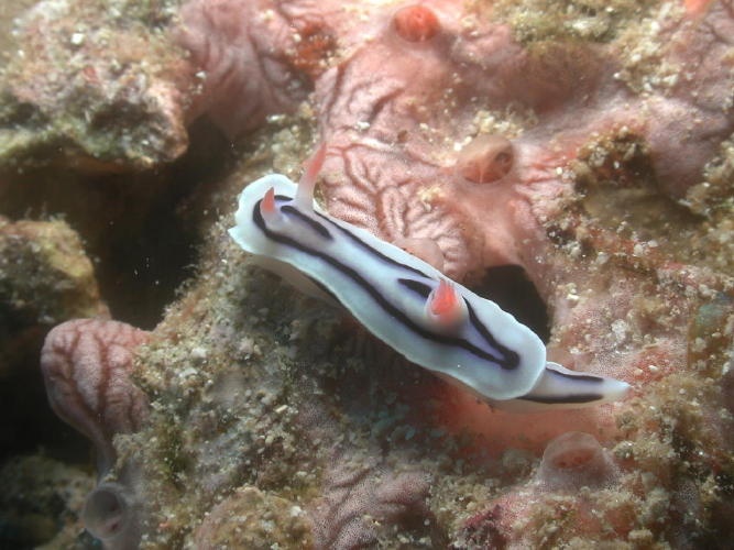 Nudibranch - GAL Photo