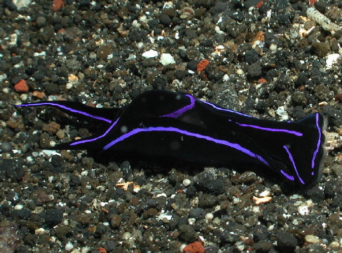 Nudibranch - GAL Photo