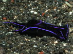 Nudibranch - GAL Photo