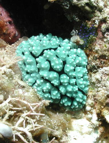 Mint Chocolate Chip Nudibranch - MZ Photo