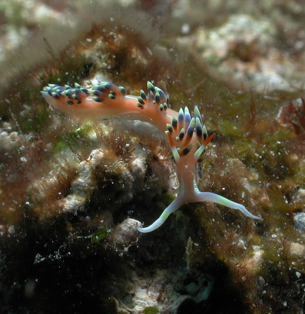 Nudibranch - GAL Photo