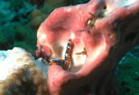 Nudibranch - GAL Photo