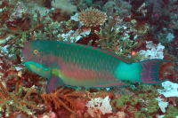 Parrotfish - GAL Photo