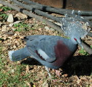 Common Crested Pigeon - GAL Photo