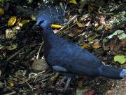 Common Crested Pigeon - GAL Photo